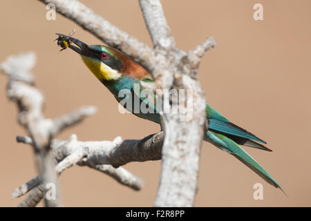 European Bee-eater with insect prey Stock Photo