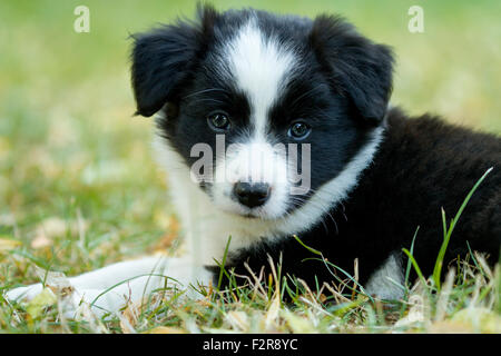 Border Collie, puppy, black and white, six weeks old Stock Photo