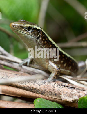 Madagascar girdled lizard (Zonosaurus madagascariensis), Rainforest, Marojejy National Park, Madagascar Stock Photo