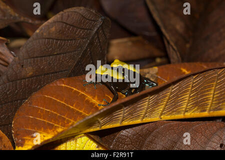 Climbing mantella (Mantella laevigata) amongst leaves, male and female mating, Nosy Mangabe, Madagascar Stock Photo