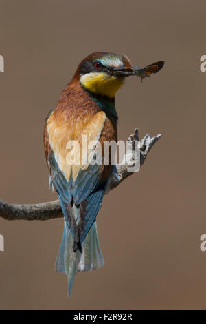 European Bee-eater with prey Stock Photo