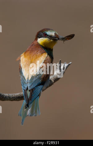 European Bee-eater with prey Stock Photo
