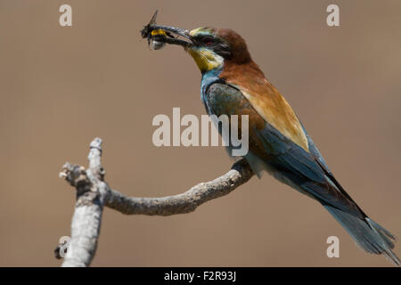 European Bee-eater with prey Stock Photo