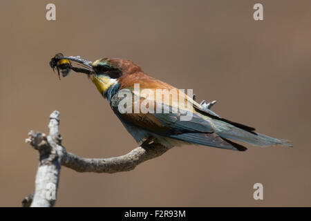 European Bee-eater with prey Stock Photo