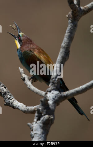 European Bee-eater tossing prey Stock Photo
