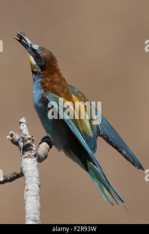 European Bee-eater with prey Stock Photo