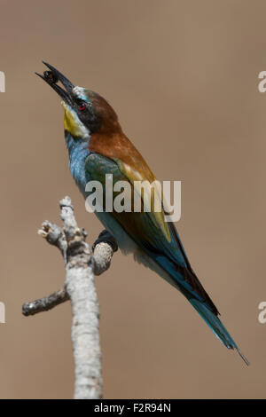 European Bee-eater with prey Stock Photo