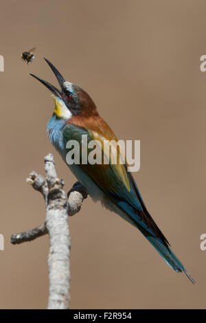 European Bee-eater tossing prey Stock Photo