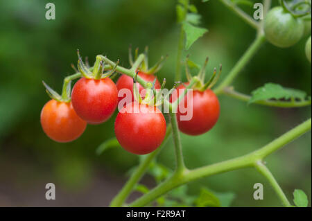 Ripe cherry tomatoes (Lycopersicon esculentum var. Cerasiforme) on the tomato plant, Germany Stock Photo