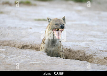 Yawning spotted hyena (Crocuta crocuta) at its burrow, Amboseli, Kenya Stock Photo