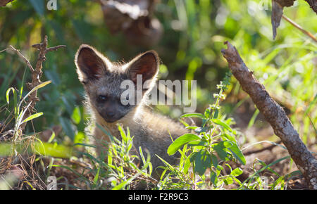 Young bat-eared fox (Otocyon megalotis), at their burrow, Lumo Conservancy, Tsavo, Kenya Stock Photo