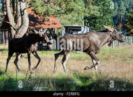 The bull moose Anton (R) and the cow moose Sina early in the morning at the Wildlife Park in Schorfheide in Groß Schonebeck (Brandenburg), Germany, 19 September 2015. Shortly before, Anton arrived from the Bavarian Forest National Park in Neuschoenau with an animal transporter. Due to regulations regarding the transport of animals, the antler had to be sawn off but will eventually grow back in the following months. Sina originally came from the Wildlife Park 'Schwarze Berge' (lit. black mountains) in Hamburg but has been living in the Wildlife Park Schorfheide for approximately 2 years. The Wi Stock Photo
