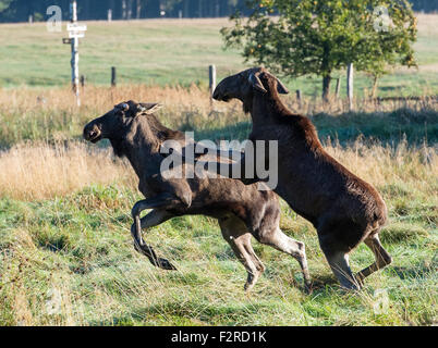 The bull moose Anton (L) and the cow moose Sina early in the morning at the Wildlife Park in Schorfheide in Groß Schonebeck (Brandenburg), Germany, 19 September 2015. Shortly before, Anton arrived from the Bavarian Forest National Park in Neuschoenau with an animal transporter. Due to regulations regarding the transport of animals, the antler had to be sawn off but will eventually grow back in the following months. Sina originally came from the Wildlife Park 'Schwarze Berge' (lit. black mountains) in Hamburg but has been living in the Wildlife Park Schorfheide for approximately 2 years. The Wi Stock Photo