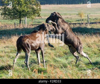 The bull moose Anton (R) and the cow moose Sina early in the morning at the Wildlife Park in Schorfheide in Groß Schonebeck (Brandenburg), Germany, 19 September 2015. Shortly before, Anton arrived from the Bavarian Forest National Park in Neuschoenau with an animal transporter. Due to regulations regarding the transport of animals, the antler had to be sawn off but will eventually grow back in the following months. Sina originally came from the Wildlife Park 'Schwarze Berge' (lit. black mountains) in Hamburg but has been living in the Wildlife Park Schorfheide for approximately 2 years. The Wi Stock Photo