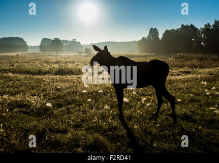 The cow moose Sina early in the morning at the Wildlife Park in Schorfheide in Groß Schonebeck (Brandenburg), Germany, 19 September 2015. At the same day, bull moose Anton arrived from the Bavarian Forest National Park in Neuschoenau with an animal transporter. Due to regulations regarding the transport of animals, the antler had to be sawn off but will eventually grow back in the following months. Sina originally came from the Wildlife Park 'Schwarze Berge' (lit. black mountains) in Hamburg but has been living in the Wildlife Park Schorfheide for approximately 2 years. The Wildlife Park which Stock Photo