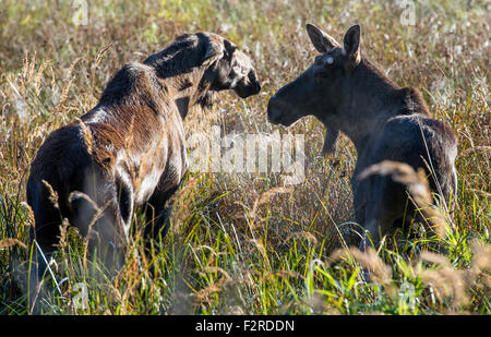 The bull moose Anton (R) and the cow moose Sina early in the morning at the Wildlife Park in Schorfheide in Groß Schonebeck (Brandenburg), Germany, 19 September 2015. Shortly before, Anton arrived from the Bavarian Forest National Park in Neuschoenau with an animal transporter. Due to regulations regarding the transport of animals, the antler had to be sawn off but will eventually grow back in the following months. Sina originally came from the Wildlife Park 'Schwarze Berge' (lit. black mountains) in Hamburg but has been living in the Wildlife Park Schorfheide for approximately 2 years. The Wi Stock Photo