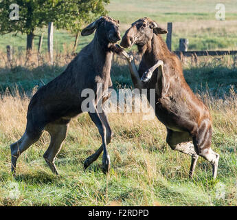 The bull moose Anton (L) and the cow moose Sina early in the morning at the Wildlife Park in Schorfheide in Groß Schonebeck (Brandenburg), Germany, 19 September 2015. Shortly before, Anton arrived from the Bavarian Forest National Park in Neuschoenau with an animal transporter. Due to regulations regarding the transport of animals, the antler had to be sawn off but will eventually grow back in the following months. Sina originally came from the Wildlife Park 'Schwarze Berge' (lit. black mountains) in Hamburg but has been living in the Wildlife Park Schorfheide for approximately 2 years. The Wi Stock Photo