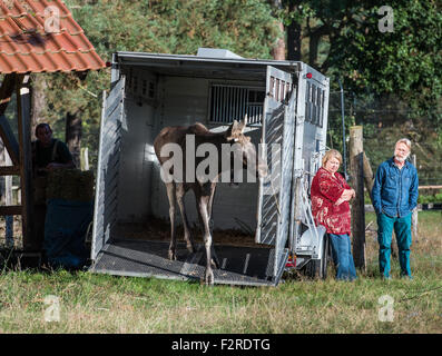 The bull moose Anton is released into his new fence early in the morning at the Wildlife Park in Schorfheide in Groß Schonebeck (Brandenburg), Germany, 19 September 2015. Anton arrived from the Bavarian Forest National Park in Neuschoenau with an animal transporter. Due to regulations regarding the transport of animals, the antler had to be sawn off but will eventually grow back in the following months. Sina originally came from the Wildlife Park 'Schwarze Berge' (lit. black mountains) in Hamburg but has been living in the Wildlife Park Schorfheide for approximately 2 years. The Wildlife Park Stock Photo