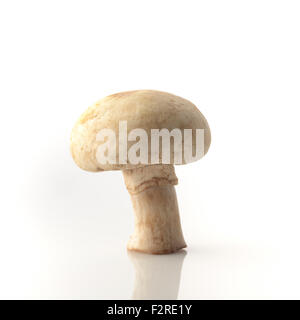 Common  Button Mushroom On White Background Shot in Studio Stock Photo