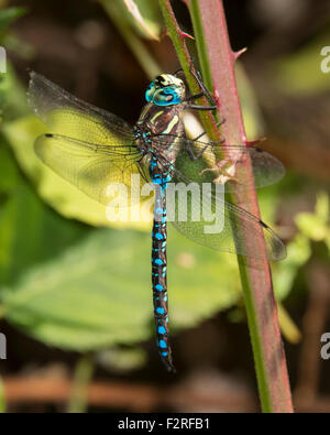 Blue-eyed Darner (dragonfly) perched on a plant stem. Stock Photo