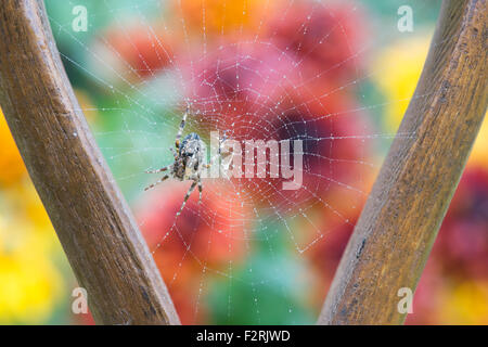 Araneus diadematus. Common orb weaver spider on a web in a wooden garden fork handle Stock Photo