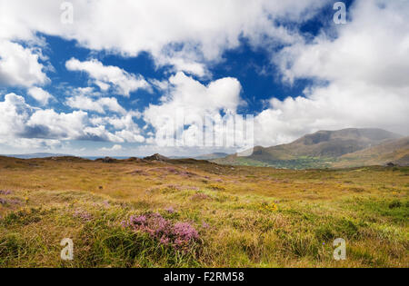View westwards across bogland with flowering heather and western gorse towards Hungry Hill, near Adrigole, Beara, County Cork Stock Photo