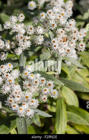 Yellow centered white flowers of the pearl everlasting, Anaphalis triplinervis Stock Photo