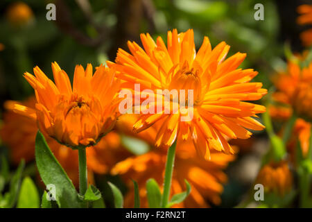 Bright orange flowers of the annual pot marigold, Calendula officinalis 'Orange Porcupine' Stock Photo