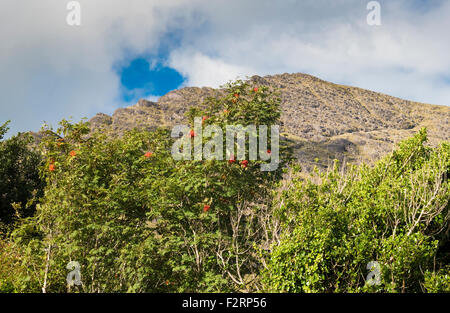 Rowan tree (Sorbus aucuparia) with berries with Hungry Hill, Beara Peninsula, in background Stock Photo