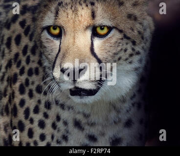 Portrait of Cheetah ,Closeup Shot Stock Photo