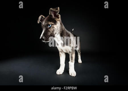 mixed breed dog( Stafford Terrier) in front of a white background Stock ...