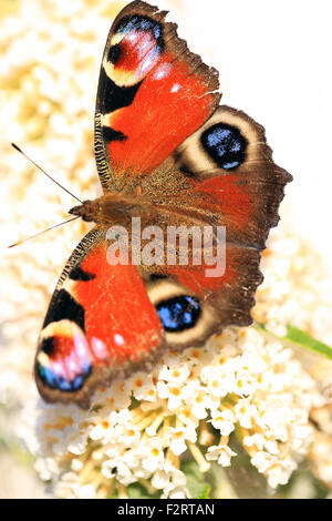 Peacock butterfly on a garden flower in Scotland Stock Photo