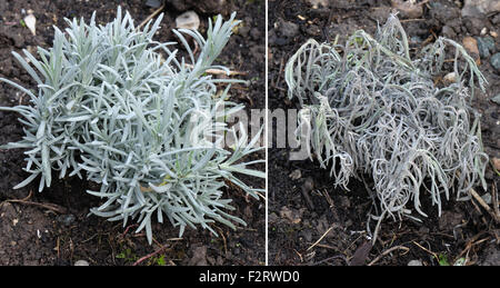 Wilted lavender plant suffering from shab disease, Phomopsis lavandulae, cv healthy, Devon, October Stock Photo