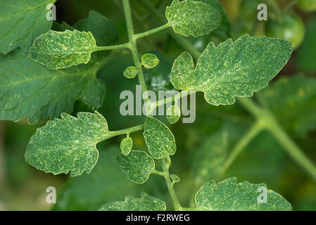 Two-spot spider mite, Tetranychus urticae, grazing damage to leaves of a glasshouse tomato plant Stock Photo