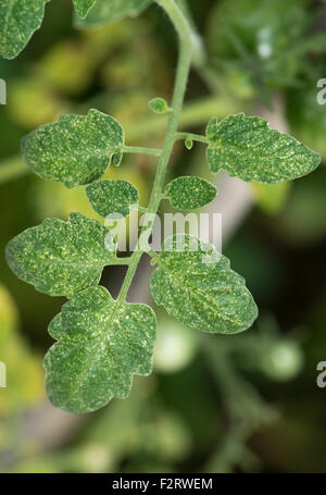 Two-spot spider mite, Tetranychus urticae, grazing damage to leaves of a glasshouse tomato plant Stock Photo