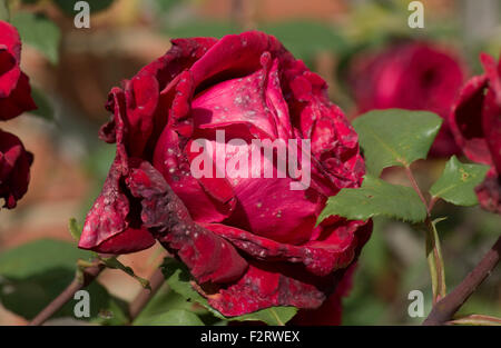 Red rose flower showing spotting lesions caused by grey mould, Botrytis cinerea, in damp weather Stock Photo
