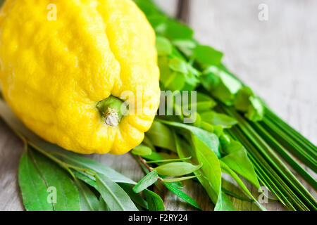 Symbols of jewish fall festival of Sukkot, lulav - etrog, palm branch, myrtle and willow - on old wooden background. Stock Photo