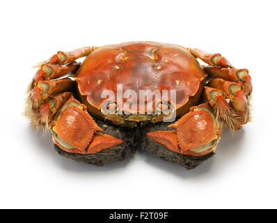 steamed chinese mitten crab, shanghai hairy crab isolated on white background Stock Photo