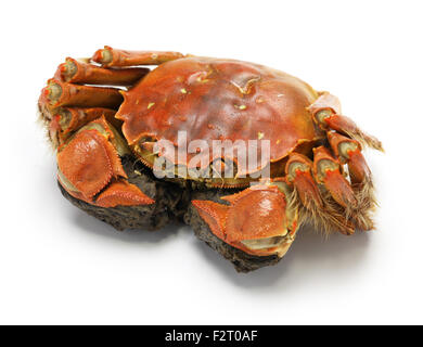 steamed chinese mitten crab, shanghai hairy crab isolated on white background Stock Photo