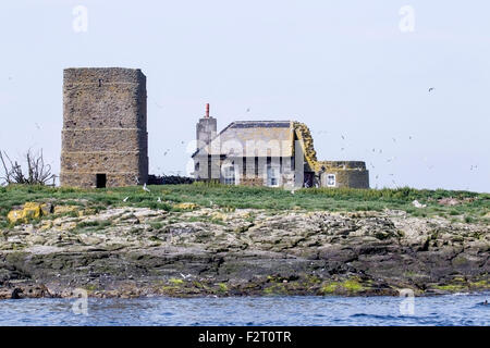 Brownsman Island lighthouse, Farne Islands, Northumberland, England Stock Photo