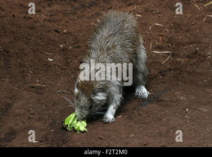 Juvenile Cuban or Desmarest's Hutia (Capromys pilorides) feeding on lettuce at Rotterdam Blijdorp Zoo, The Netherlands Stock Photo