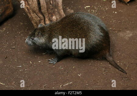 Juvenile Cuban or Desmarest's Hutia (Capromys pilorides) Stock Photo