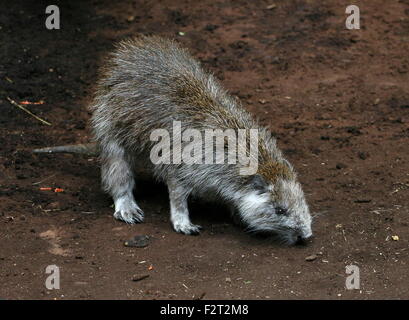 Juvenile Cuban or Desmarest's Hutia (Capromys pilorides) Stock Photo