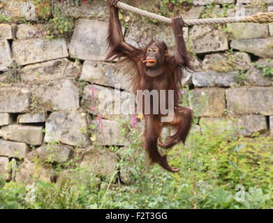 Playful young  male Bornean orangutan (Pongo pygmaeus) eating a carrot while suspended on a rope (series) Stock Photo