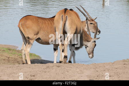 Pair of African Southern or Common Eland antelopes (Taurotragus oryx)