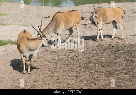African Southern or Common Eland antelope (Taurotragus oryx), captive animals at Beekse Bergen Safari Park Zoo, The Netherlands Stock Photo