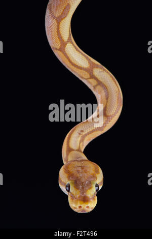 Royal or ball python Python regius West Africa Stock Photo - Alamy