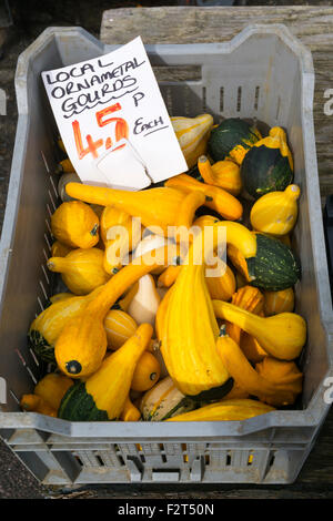 Crate of ornamental gourds for sale. Stock Photo