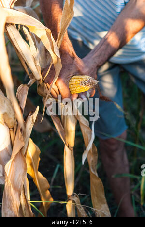 Hands of Romanian farmer at harvest corn on his field closeup at sunset. Romania. Stock Photo