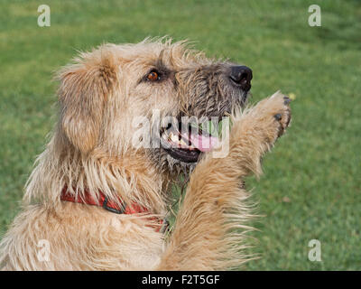 Large white hairy hound!  Paw raised for attention. Rescue dog. Stock Photo